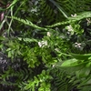Imagine PERETE VERDE MIX PLANTE 100X100CM FR UV