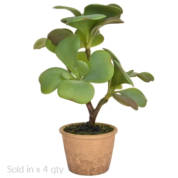 Imagine SUCCULENT IN GHIVECI DE LUT H35CM