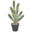Imagine CACTUS IN GHIVECI NEGRU H44CM
