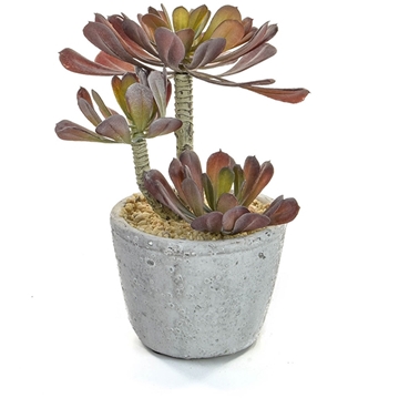Imagine SUCCULENT IN GHIVECI GRI H22CM
