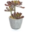 Imagine SUCCULENT IN GHIVECI GRI H22CM