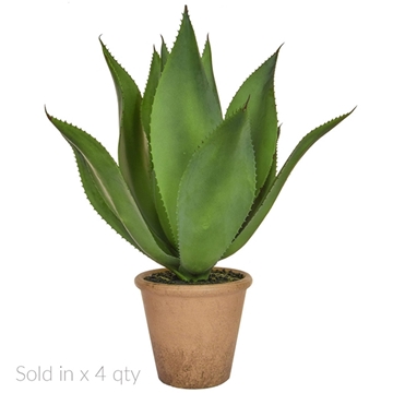 Imagine YUCCA AGAVE IN GHIVECI DE LUT H50CM