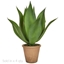 Imagine YUCCA AGAVE IN GHIVECI DE LUT H50CM