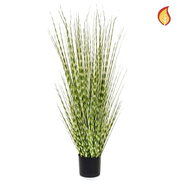 Imagine IARBA ZEBRA 120CM FR IN GHIVECI NEGRU