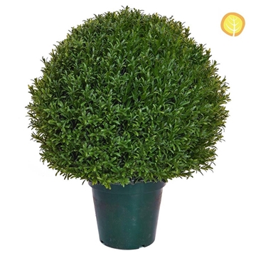 Imagine ARBUST ROZMARIN CONIC IN GHIVECI H75CM