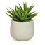 Imagine ALOE IN GHIVECI ALB H17CM