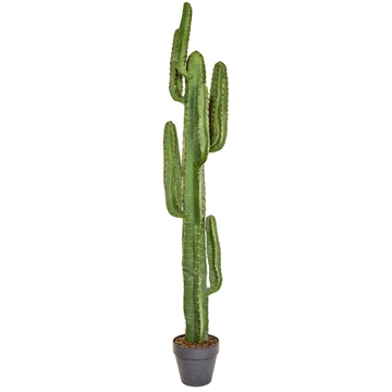 Imagine CACTUS IN GIVECI MARO H157,5CM