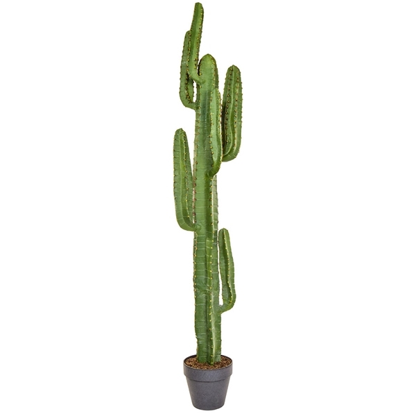Imagine CACTUS IN GIVECI MARO H157,5CM