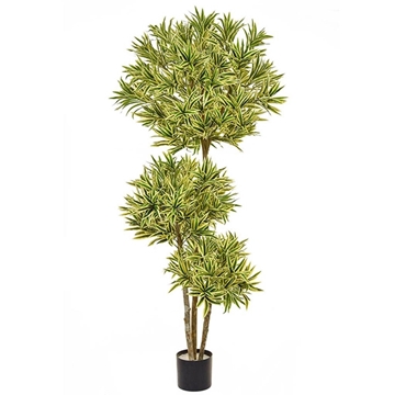 Imagine COPACEL DRACAENA REFLEXA BA 180CM