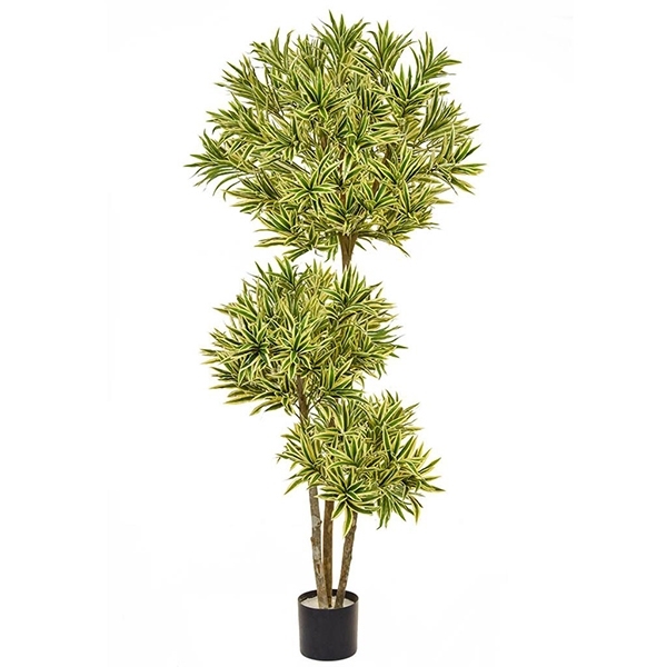 Imagine COPACEL DRACAENA REFLEXA BA 180CM