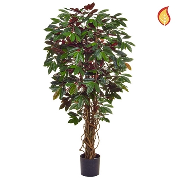 Imagine COPACEL CAPENSIA DELUXE 120CM FR